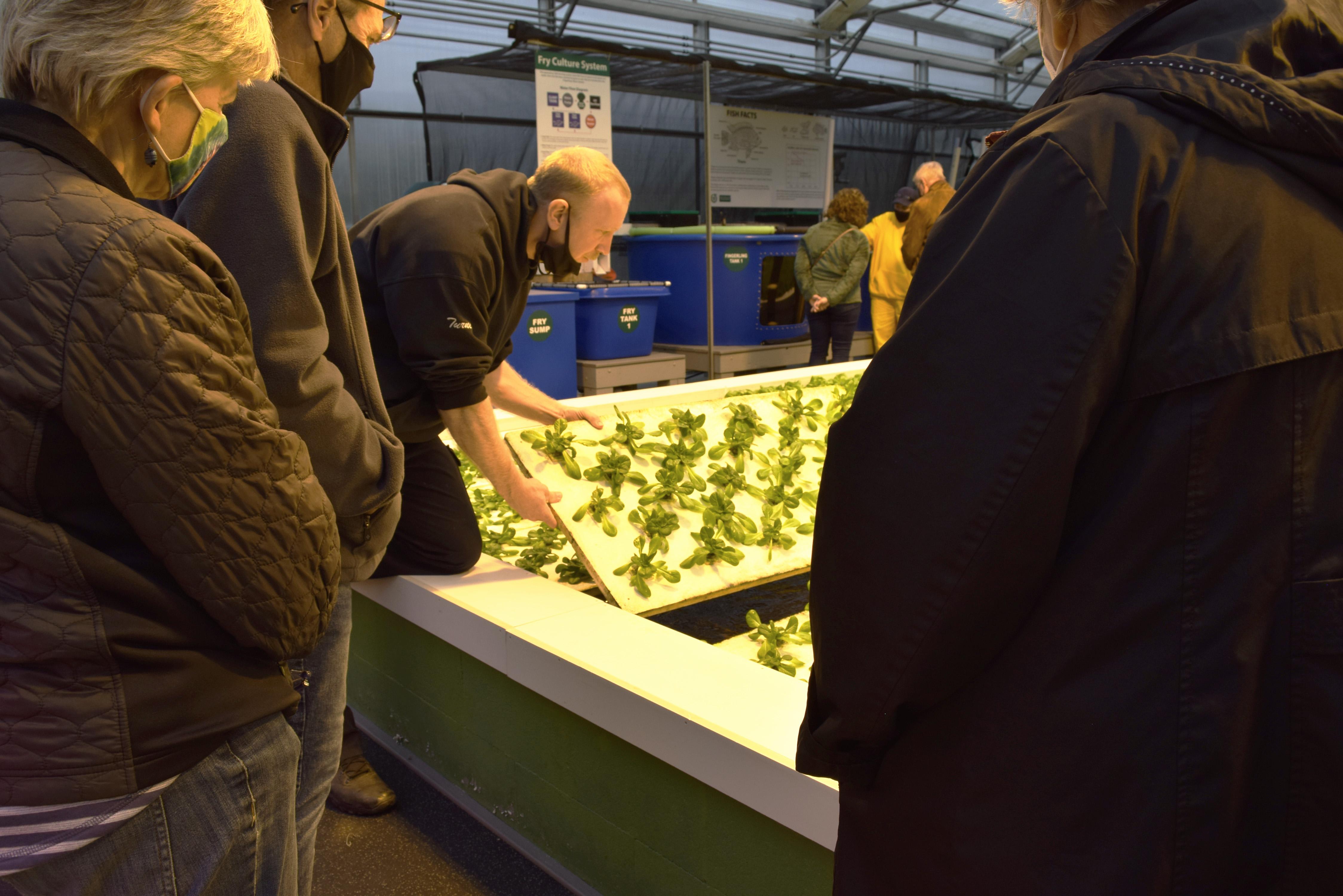 Correctional Officer Jason Turner shows lettuce growing